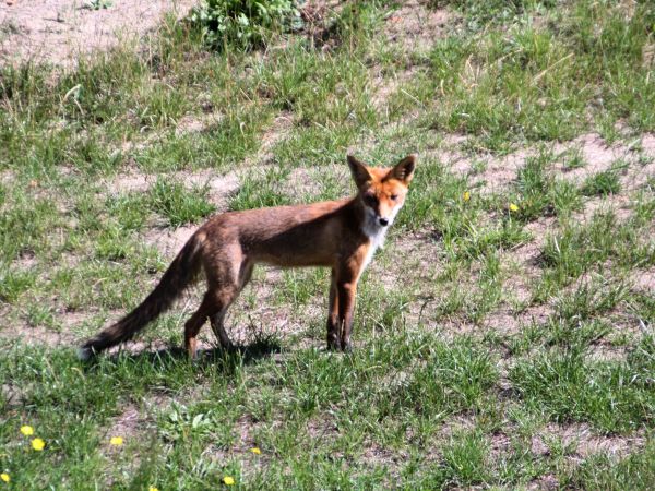 zdjecie Tyniewicze Duże