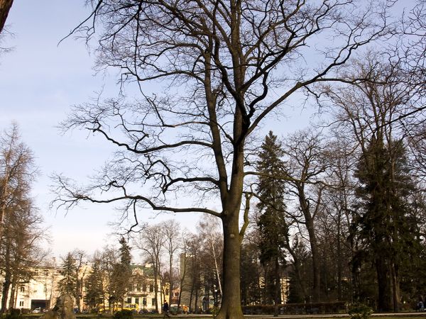 Planty ,Dąb Wolności-Nowy Sącz