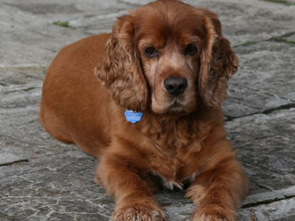 Gość Myśliwskiego Domku