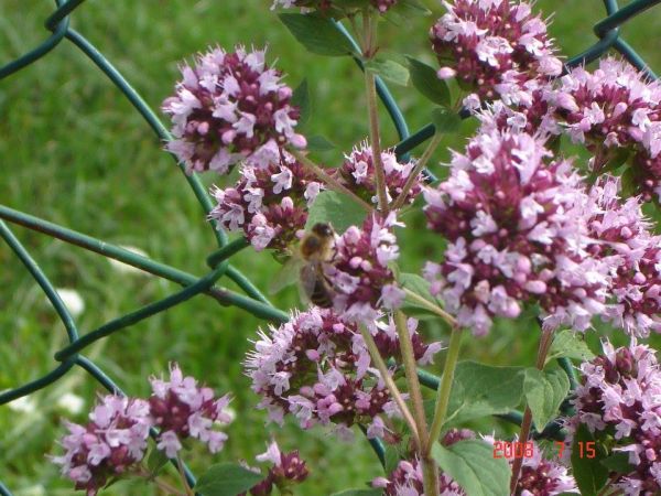 Oregano. Roślina miododajna i przyprawa. Ozierany Małe