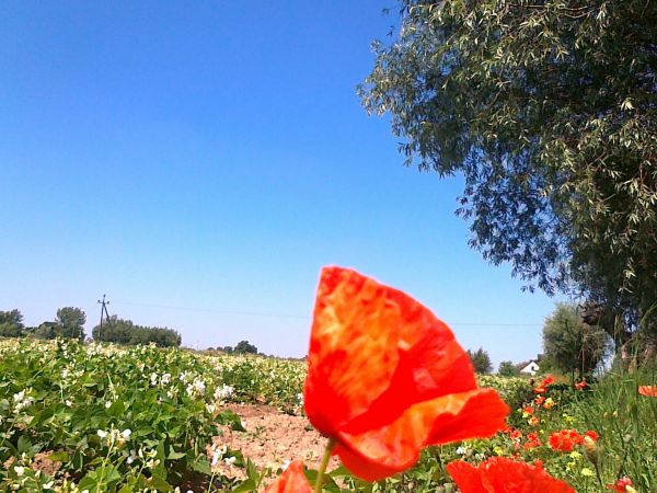 Nadwiślańskie  sentymenty.