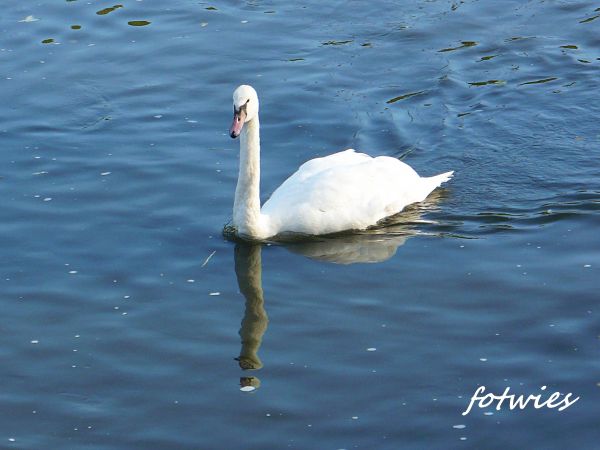Łabędzie na Czarnej Przemszy Będzin