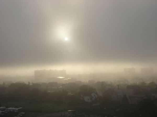 Suchostrzygi we mgle