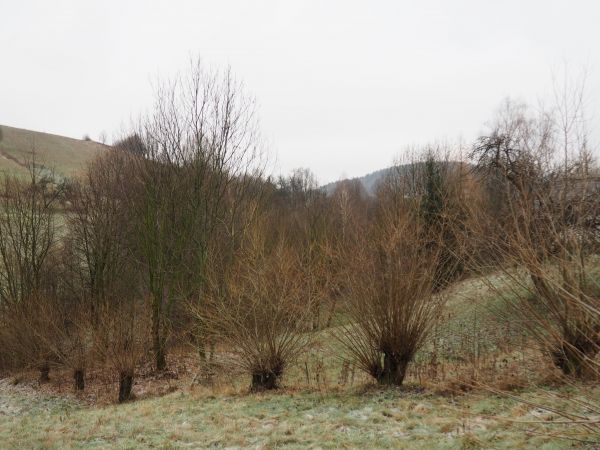 szpaler wierzb - ceniony akcent swojskiego krajobrazu, podnoszący jego walory bioróżnorodności, ponadto na pniach, w ogłowionych koronach, w dziuplach - dużo pt