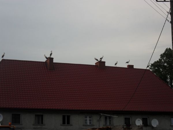 Bociany szykują się do odlotu