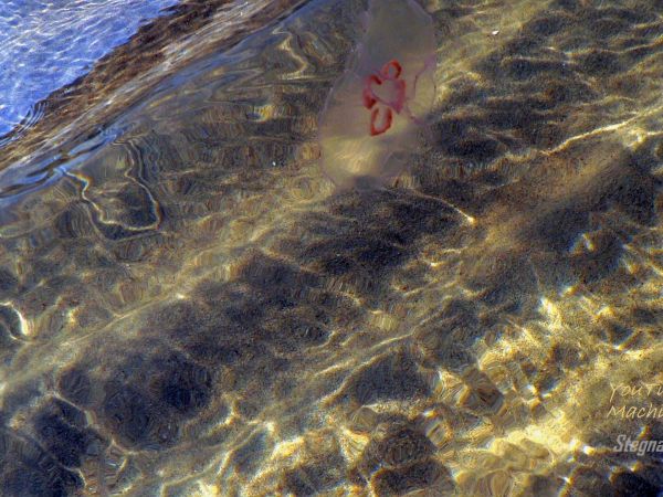 Meduza w wodzie przy plaży