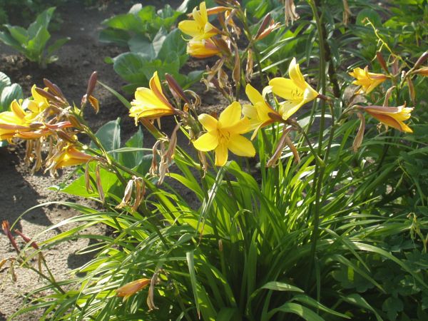 Bródzki pełne kwiatów.