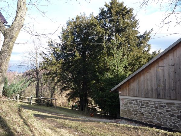 Cisy Raciborskiego w Harbutowicach