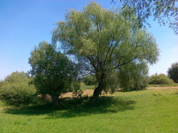 Przyroda nad Wisłą  -  ponieważ wierzby pięknie się ustawiły do zdjęcia , pozostało tylko  "pstryknąć ". Teren  między wałem a  rzeką.