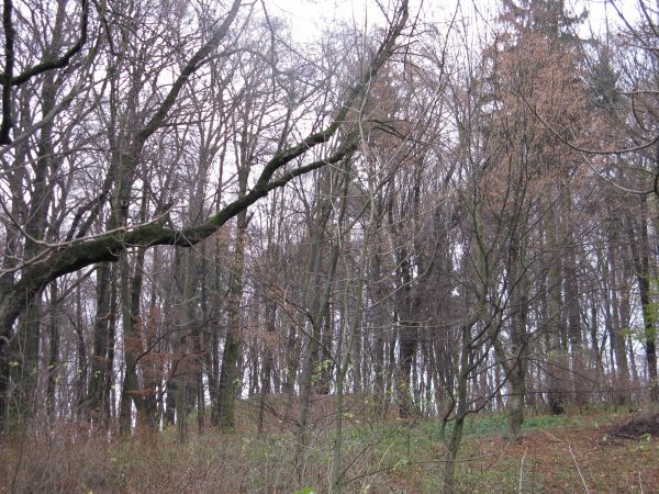 fragment 18-hektarowego parku krajobrazowego z XVIII i XIX wieku, widać wzgórze - ścięty stożek, kiedyś tam: platforma widokowa i pergola a i ducha uczonego - n