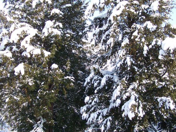 Harbutowice. Cisy zimą.