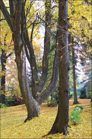 Klasztor i park  ss. Niepokalanek na Głębokiej.