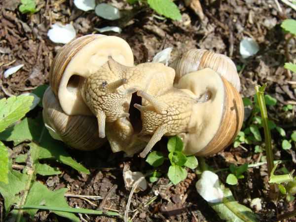 "gra miłosna" winniczków