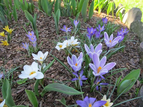 zdjecie Pietrzykowice