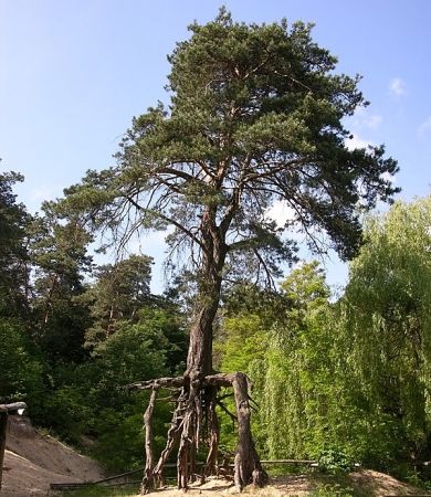 Sosna w lesie wełeckim