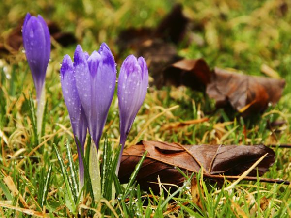 Chochołów-szafran spiski