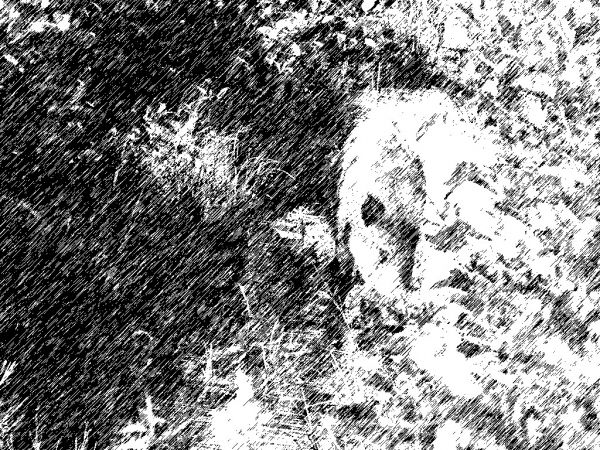 fotograficzny rysunek dzik w rowie