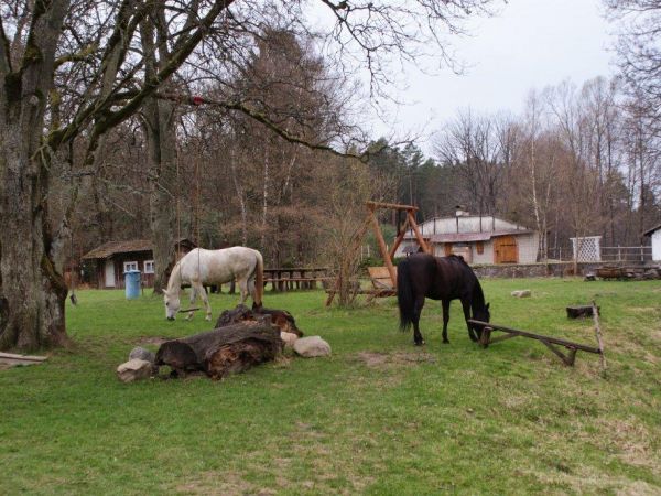 Koniki na trawniku, Iłowiec - kwiecień 2011