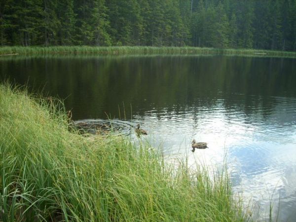 Staw Smerczyński