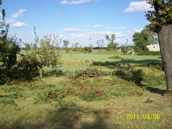 5 minut burzy, pięć dni sprzątania połamanych drzew.