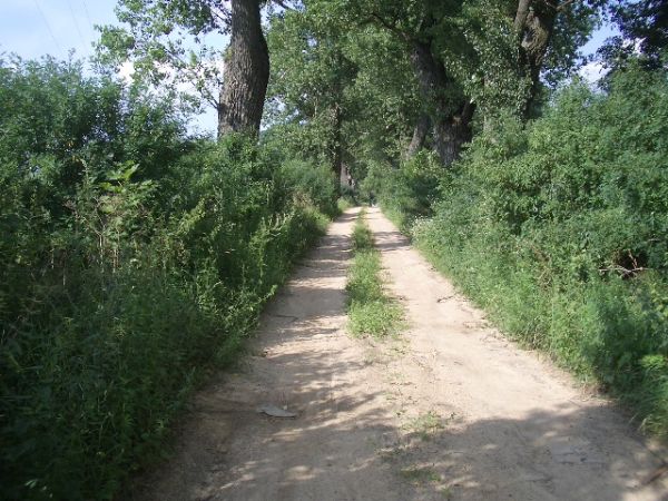 Aleja do dworu w Droblinie