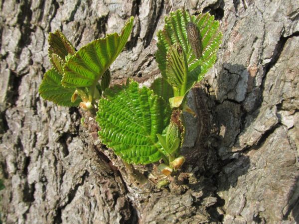 Zdjęcia makro nad brzegiem kanału rzeki Wdy przy plaży gminnej