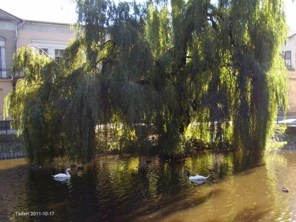 Staw w Parku Miejskim niegdyś stanowił element obrony na przedmurzu.