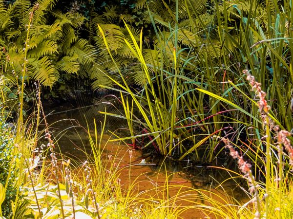 Ogród w centrum miasta