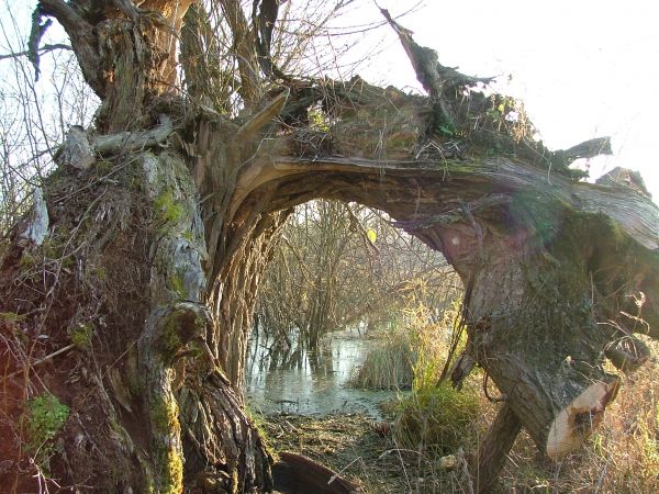 Wierzba w Martianach (grzązkie łąki torfowe).
