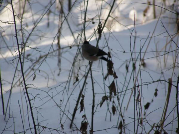 zdjecie Zalesie Górne