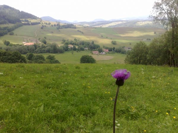 Łąki Rybnicy Leśnej