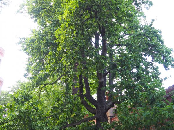 w otoczeniu pałacowym - wieniec szlachetnych wiekowych drzew.