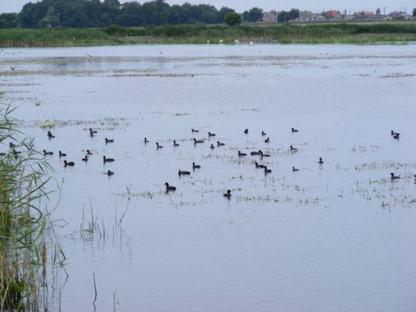 SZCZODRZYKOWO - REZERWAT PTACTWA
