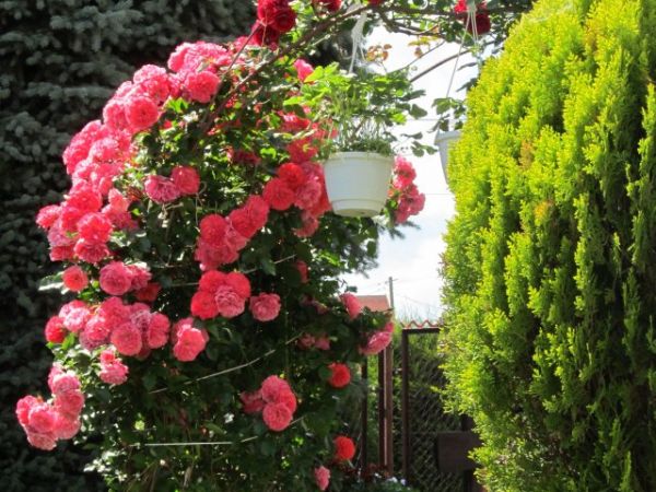 zdjecie Pietrzykowice