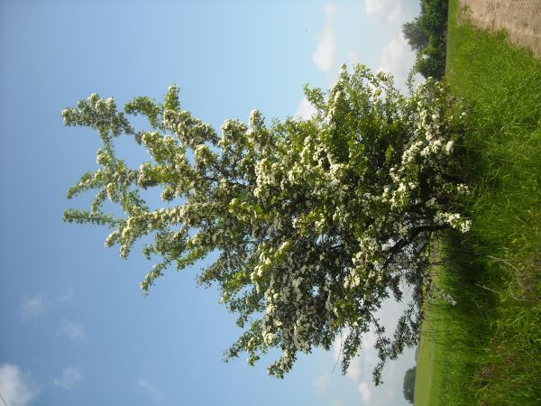 zdjecie Konopki Wielkie