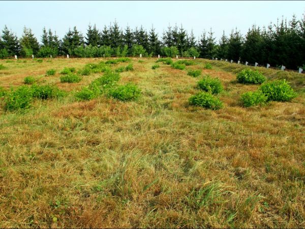 Cmentarz wojenny w Korzenicy. Cmentarz z lat 1915-16. Leżą na nim żołnierze trzech wrogich armi - rosyjskiej , austo-węgierskiej i niemieckiej , którzy zginęli