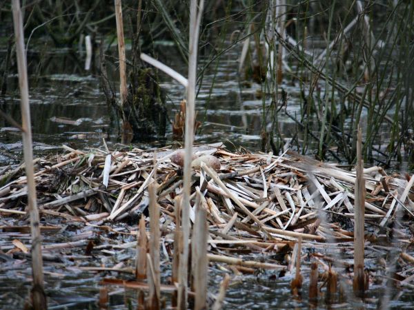 i już są jajka-9.042016r