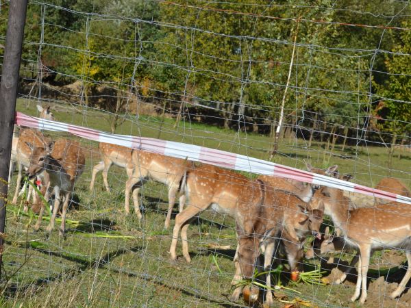 Hodowla danieli przy Pałacyku nad Drawą