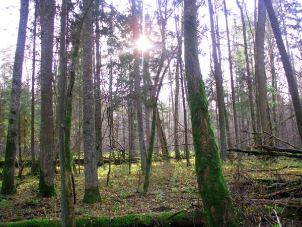 zdjecie Białowieża