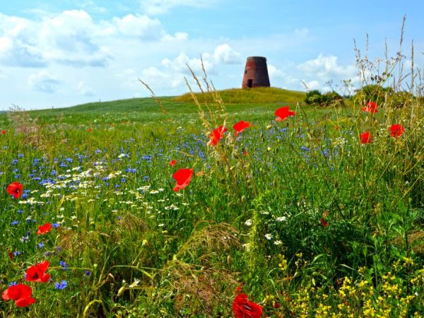 Ankamaty - czerwiec 2015