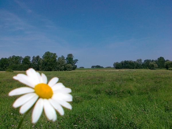 Kryptoreklama  rumianku w  nadwiślańskiej krainie nostalgii. W perspektywie wał a za nim południowe terytorium Brzostkowa .