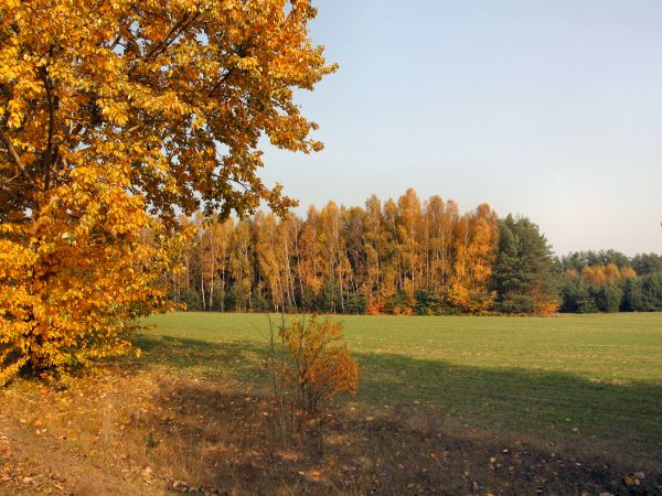 zdjecie Tyniewicze Duże