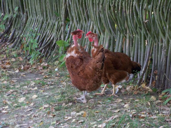 Wiejskie plotkary przy płocie.