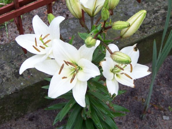 Biała ozdoba w przydomowym ogródku.