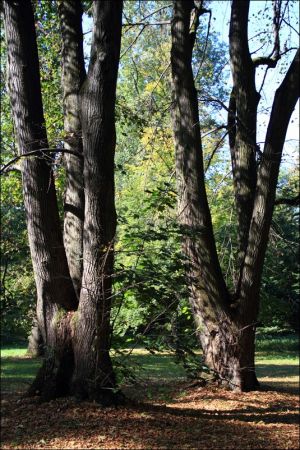 Zespół pałacowo - parkowy Czartoryskich .