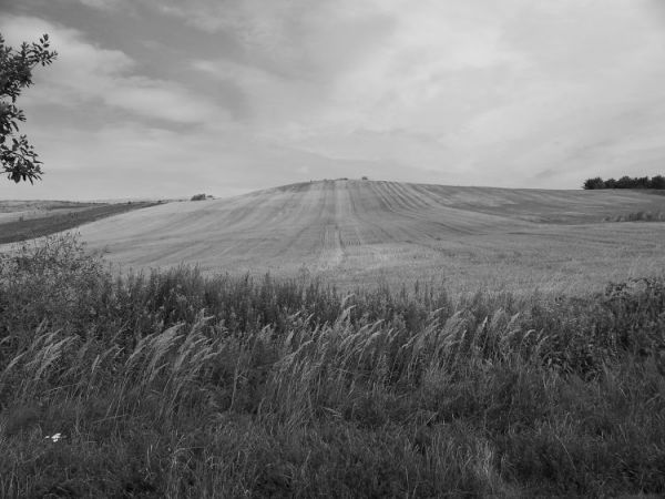 Pola wokół miescowości