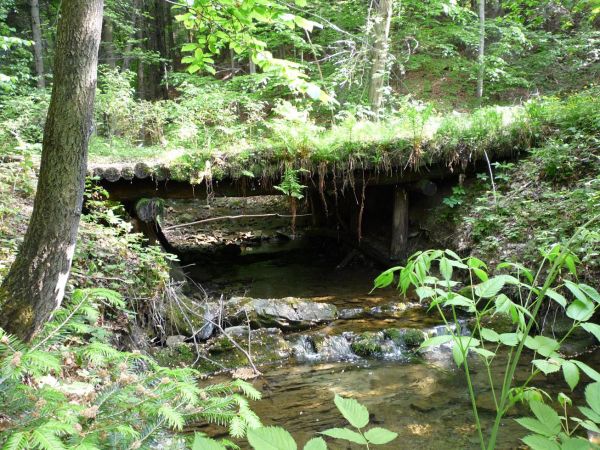 Harbutowice. Rezerwat Las Gościbia.