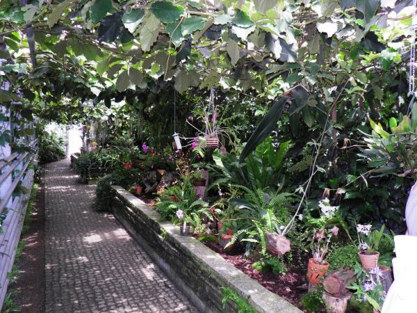 Zamek - Muzeum w Łańcucie. Storczykarnia