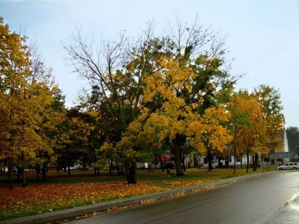 Jesien - pazdziernik 2008