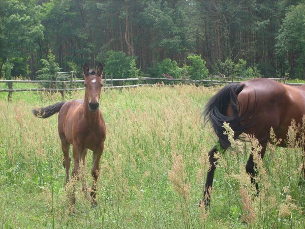 zdjecie Kobyla Góra